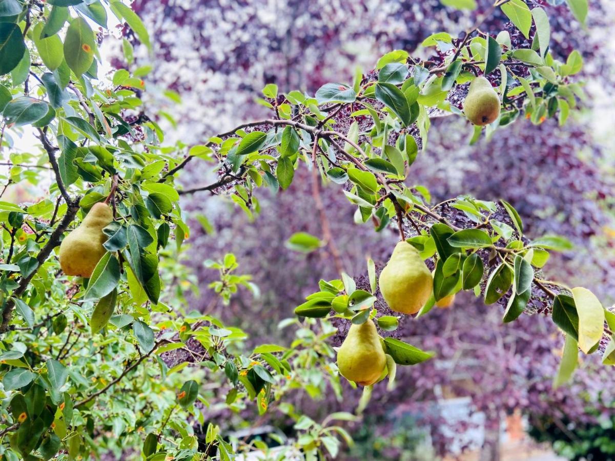 Maison d'hôtes Wisteria